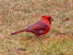Cardinalis cardinalis