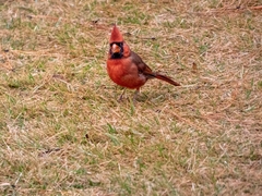 Cardinalis cardinalis