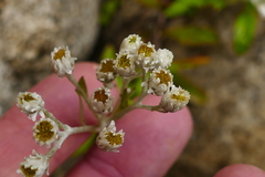 Anaphalioides trinervis