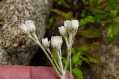 Anaphalioides trinervis