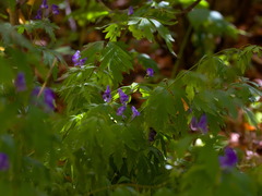 Aconitum volubile