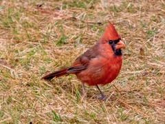 Cardinalis cardinalis