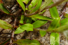 Anaphalioides trinervis