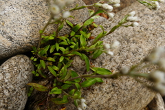 Anaphalioides trinervis