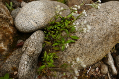 Anaphalioides trinervis