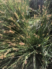 Juncus usitatus