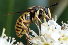 Sphecomyia vittata