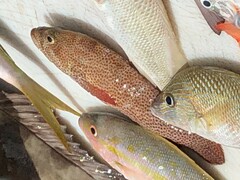 Cephalopholis cruentata