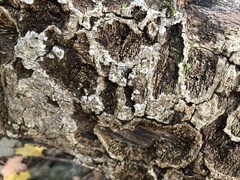 Xylobolus frustulatus