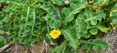Sonchus megalocarpus