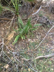 Washingtonia filifera