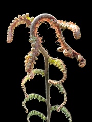 Cyathea dealbata