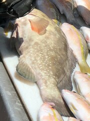 Epinephelus morio