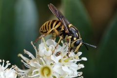 Sphecomyia vittata