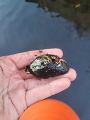 Alasmidonta undulata