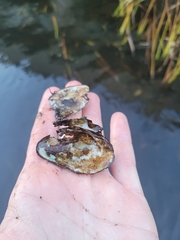 Alasmidonta undulata