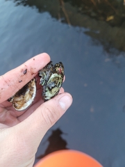 Alasmidonta undulata