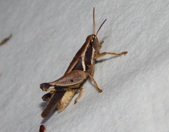 Phaeocatantops solitarius