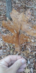 Callirhytis infuscata