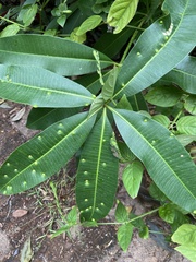 Alstonia scholaris