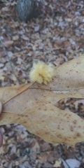 Callirhytis infuscata