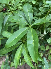 Alstonia scholaris