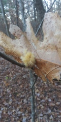 Callirhytis infuscata