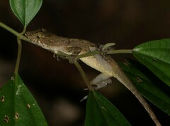 Anolis ocelloscapularis