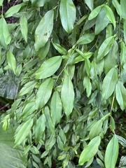 Pothos chinensis