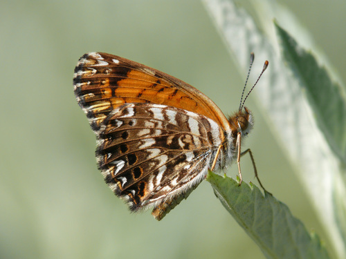 Gorgone Checkerspot