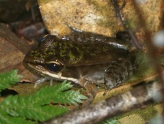 Lithobates maculatus