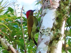 Colaptes rubiginosus