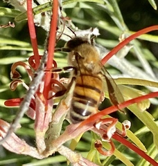 Apis mellifera