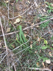 Washingtonia filifera