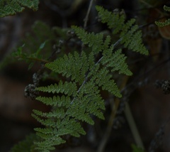 Myriopteris myriophylla