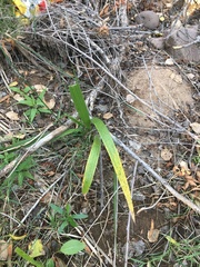 Washingtonia filifera