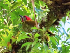 Colaptes rubiginosus