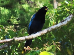 Cyanocorax melanocyaneus