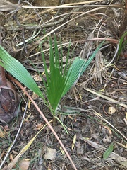 Washingtonia filifera