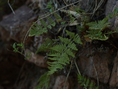 Myriopteris myriophylla