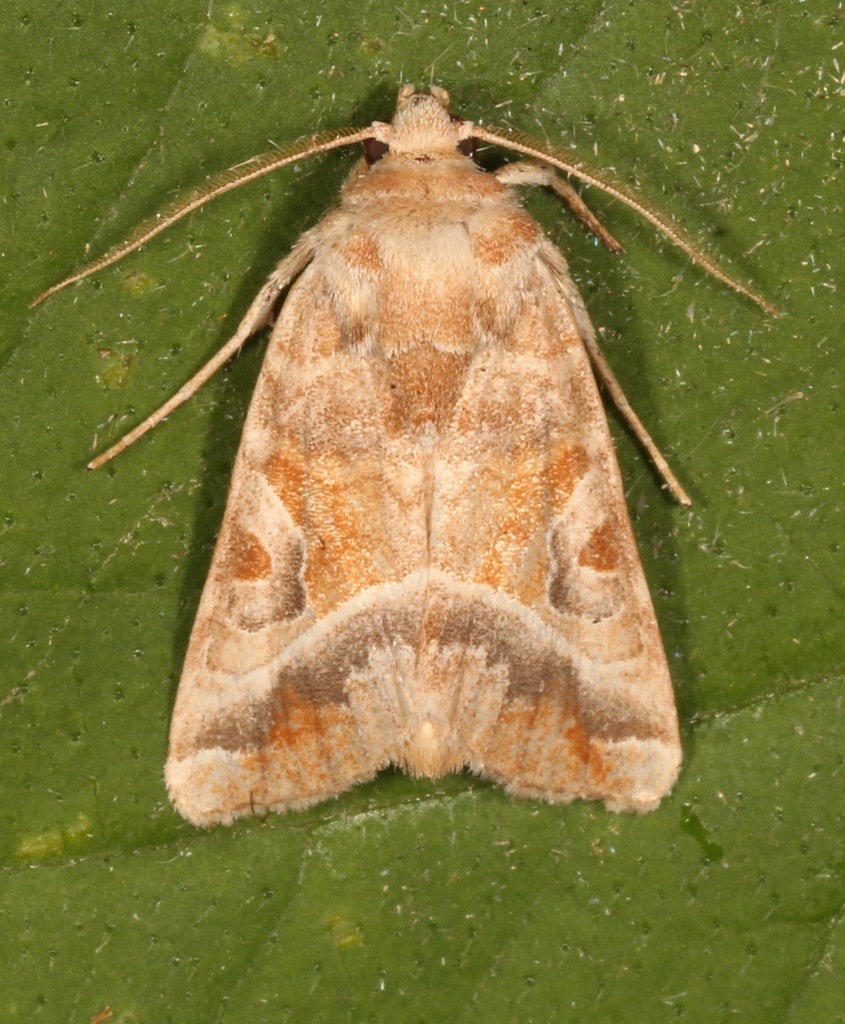 Hexorthodes accurata
