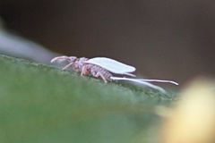 Dactylopiidae