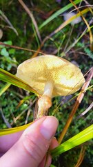 Suillus umbonatus