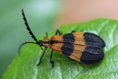 Calopteron discrepans