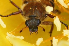 Trichiotinus
