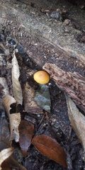 Galerina