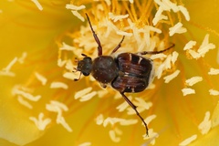 Trichiotinus