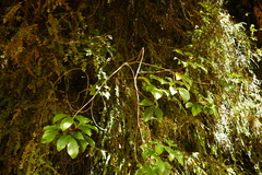 Pseudopanax macintyrei