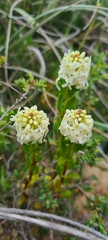 Stackhousia spathulata