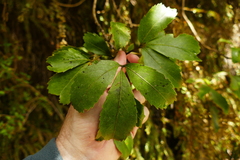 Pseudopanax macintyrei